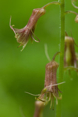 Youth-On-Age (Tolmiea menziesii). Also known as the Piggy Back Plant due to it's reproductive habit of producing plantlets at the base of it's leaves.