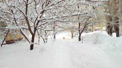 Obraz premium winter in the park