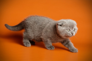 Scottish fold shorthair cat on colored backgrounds