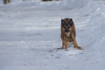 Dog on a walk in a winter park