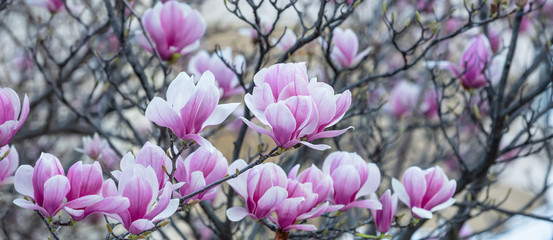 Spring, easter time. Magnolia tree blooming closeup view, banner