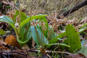 Stinky Group -  Fetid Adder's Tongue (Scoliopus bigelovii) is an early spring wildflower along the west coast of the United States.