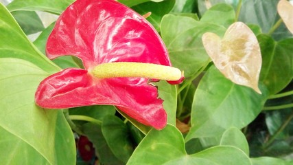 flowers background in shop