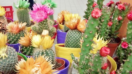 flowers background in shop