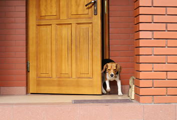 dog in door, beagle, Poland, stay at home