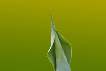 Obraz premium sensual agave frond backed by green and yellow gradient
