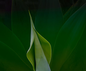sensual sensuous agave closeup against muted indistinct background