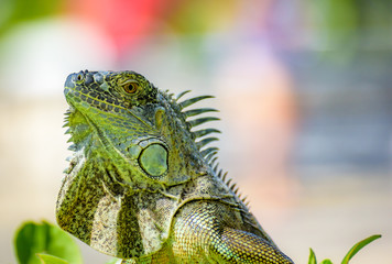 green iguana