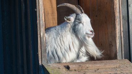 Koza goat geit  © Dreamnordno