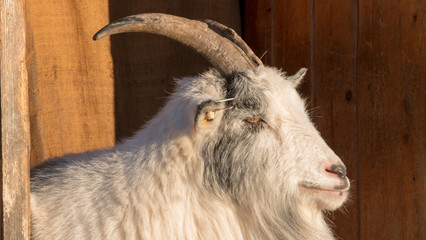Koza goat geit  © Dreamnordno