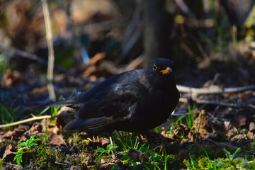 Blackbird standing on the meadow