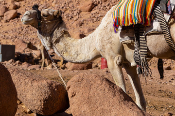 Head of the dromedary from the Sinai Peninsula. Arabian camel (Camelus dromedarius). The animal is used by Bedouins as beast of burden to transport tourist through the desert sand dunes.