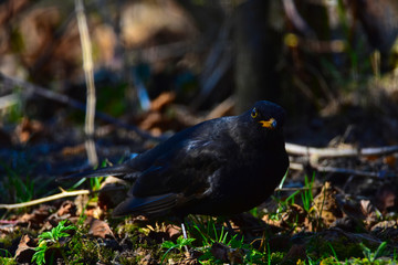 Blackbird searching for food