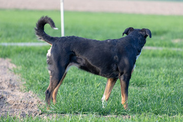 portrait of standing sideways tricolor appenzeller mountain dog in summer