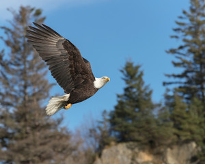 North America Bald Eagle in Kachemak Bay, Alaska