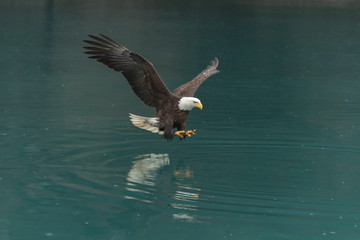 North America Bald Eagle in Kachemak Bay, Alaska