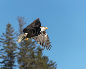 North America Bald Eagle in Kachemak Bay, Alaska