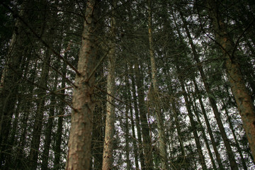 Fototapeta premium Autumn Forest