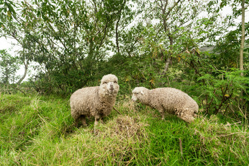 Two Wild Sheep