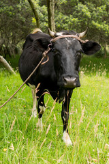Cow Looking at Camera