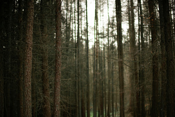 Fototapeta premium Autumn Forest