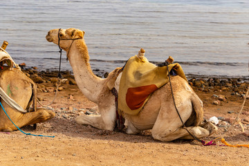 Head of the dromedary from the Sinai Peninsula. Arabian camel (Camelus dromedarius). The animal is used by Bedouins as beast of burden to transport tourist through the desert sand dunes.