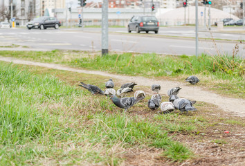 Fototapeta na wymiar A little flock of pigeons