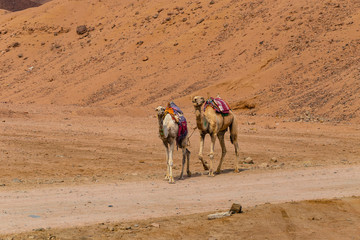 Dromedary from the Sinai Peninsula. Arabian camel (Camelus dromedarius). The animal is used by...