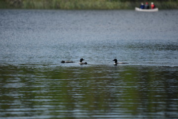 three loons