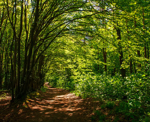 Fototapeta na wymiar Forest footpath in green deciduous woods among the trees, freshness of nature