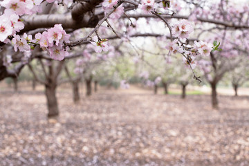 Blossom almond trees in spring orchard . Shallow depth of field