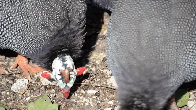 Group of Pearl hen in poultry farm. A flock of free range Domestic guineafowl searching for food. Helmeted guineafowl birds farm in a village. Numida meleagris, pintades or gleanies. 