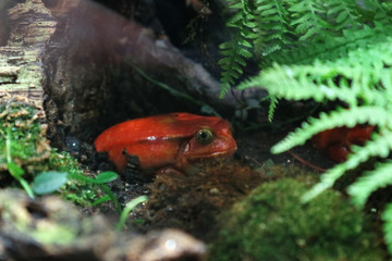 The Tomato frog is poisonous in tropical wet forest under the bright foliage coloration.
