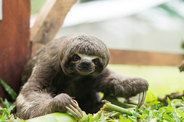 Sloth looking at the camera