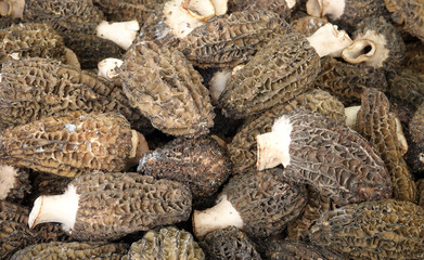 Morel mushroom Morchella edible tasty delicious macro