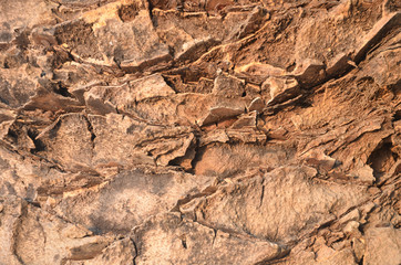 Tree Background wall