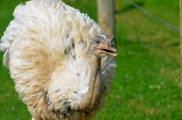 Close up of Rhea bird and it's creamy white feathers 