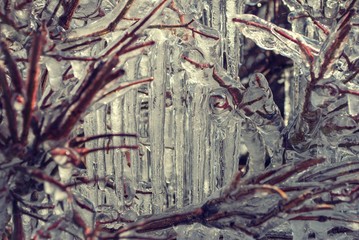 Icicles growing over branches in bush during winter