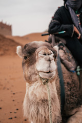 A close up of a friendly looking camel and its owner in Morocco.