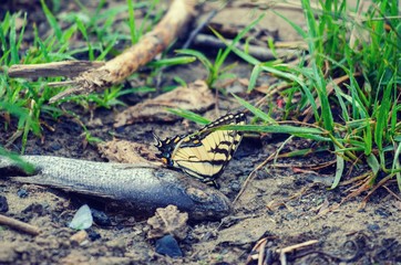 Black and yellow Butterfly resting on small dead fish on muddy ground.