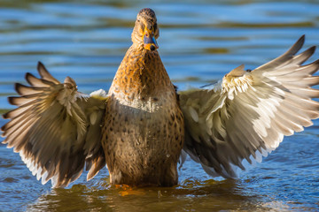Welcome to my pond.