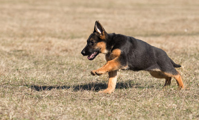 german shepherd puppy outdoors