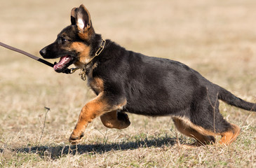 happy dog runs on grass