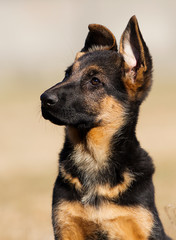 german shepherd puppy outdoors