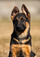 german shepherd puppy outdoors
