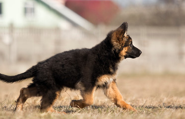 german shepherd puppy outdoors