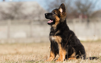 german shepherd puppy outdoors