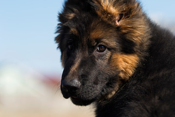 german shepherd puppy outdoors