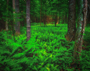 forest in the forest