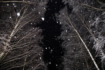 Snowfall, snow flakes, winter trees, branches covered snow at night magic forest 